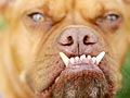 Takut Dengan Anjing? 