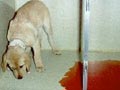 Penyakit Parvovirus Pada Anjing