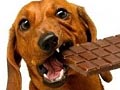 Bahaya Pemberian Cokelat pada Anjing