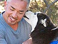 Cara Menenangkan Anjing Hiperaktif 