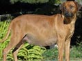 Keguguran Pada Anjing