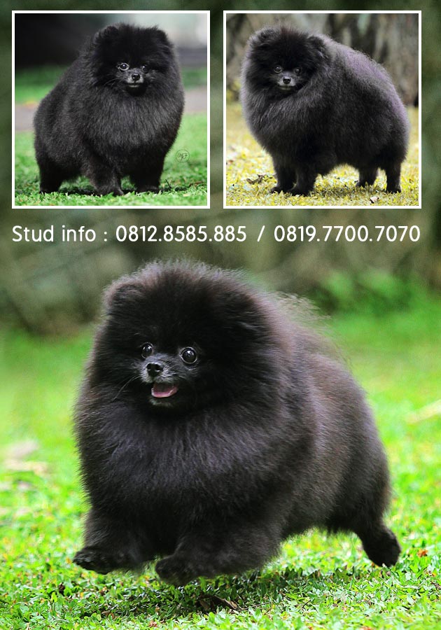 Pejantan Pomeranian Solid Black