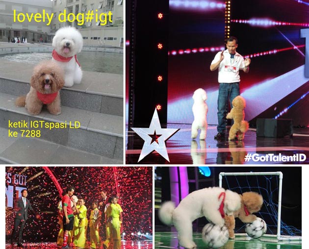 Ayo Kita Dukung Lovely Dog Di IGT 2014