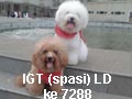 Ayo Kita Dukung Lovely Dog Di IGT 2014