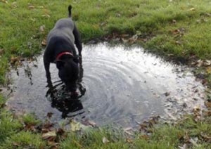 Penyakit Leptospirosis Pada Anjing