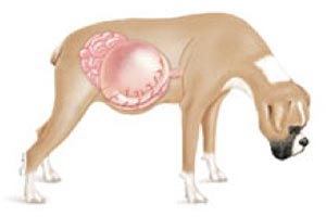 Kembung Lambung Pada Anjing