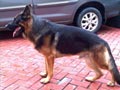 Pejantan Anjing Gembala Jerman : Fuksa