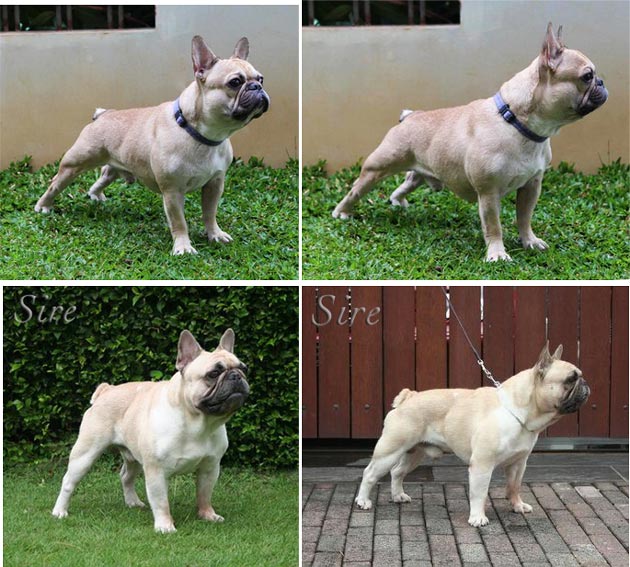 Three Kids Oakley  Pejantan French Bulldog