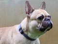 Three Kids Oakley  Pejantan French Bulldog