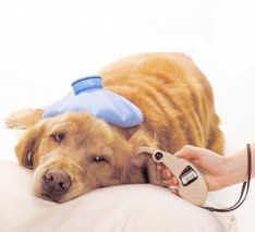 Penanganan Anjing Yang Mengalami Demam