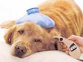 Penanganan Anjing Yang Mengalami Demam