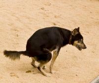 Kolibasilosis Pada Anjing