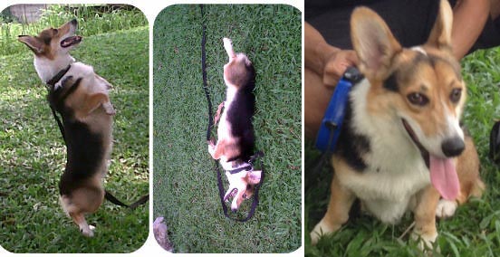 Pejantan Corgi : Floyd Von Century Fox