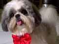 Pejantan Shih Tzu : Blacky von Bless