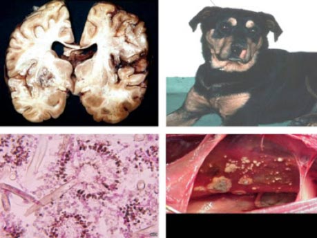 Aspergillosis Pada Anjing