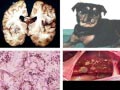 Aspergillosis Pada Anjing