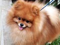 Pejantan Pomeranian : Aaron Lexus Von Fourth Avenue