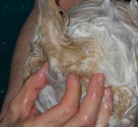 Abnormalitas Anal Sacs Pada Anjing