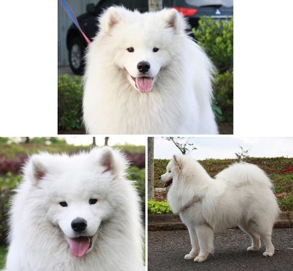 Pejantan Samoyed : Little Polar Euphoria 