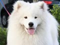 Pejantan Samoyed : Little Polar Euphoria 