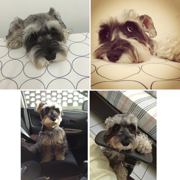 Pejantan Miniature Schnauzer: Alfred von Pit Kipitz 