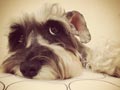 Pejantan Miniature Schnauzer: Alfred von Pit Kipitz 
