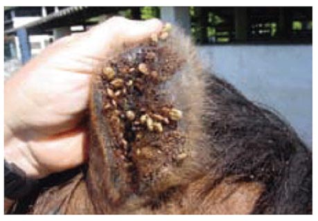 Infeksi Parasit Darah Babesiosis Pada Anjing