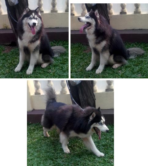 Pejantan Husky : Alfonso Von Domonic