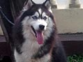 Pejantan Husky : Alfonso Von Domonic