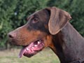 Multi Champion Boza Bestline v.Jahrestal