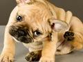 Penanganan Kutuan Pada Anjing