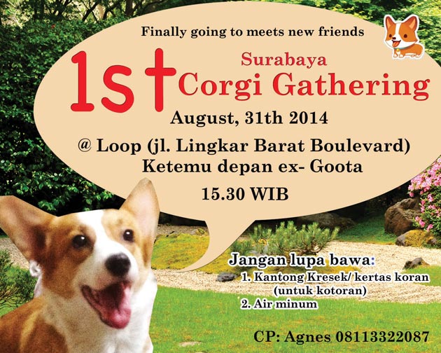 Surabaya 1st Corgi Gathering