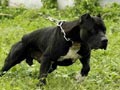 Pejantan Pitbull : Great Blue Madmax Von Paris Van Java