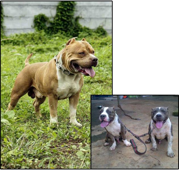 Pejantan Bully BigHead Firefly's Edibert Edgar 