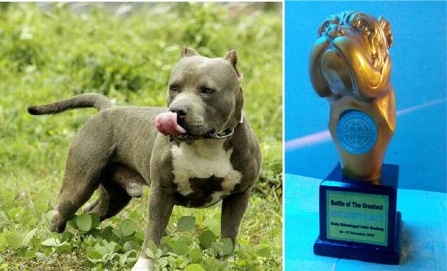 Pejantan Bully BigSize MadMax Conan The Destroyer 