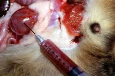 Hematuria Pada Anjing