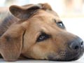 Hematuria Pada Anjing