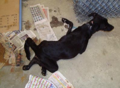 Distemper Pada Anjing