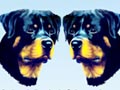 Pameran Anjing Rottweiler Jateng & DIY 2014