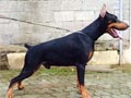 Pejantan Dobermann  : Archer von M.A 