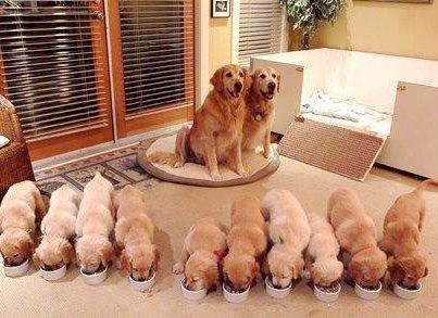 Panduan Pemberian Makan Anjing