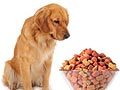 Panduan Pemberian Makan Anjing