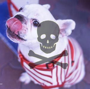 Zat & Makanan Berbahaya Bagi Anjing