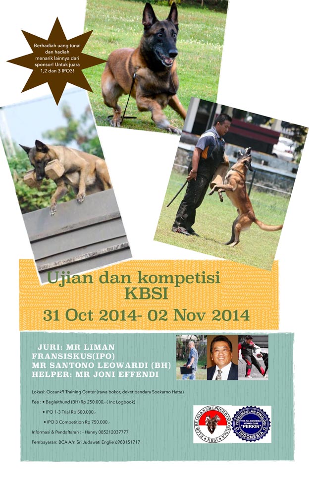 Ujian & Kompetisi IPO3 Khusus Belgian Malinois