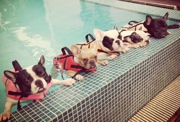 Berenang Untuk Anjing