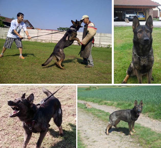 Pejantan Herder Working : Rocky Vom Schiffgarten, IPO3