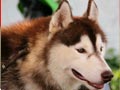 Pejantan Siberian Husky : Gong's Moon Of Jacob