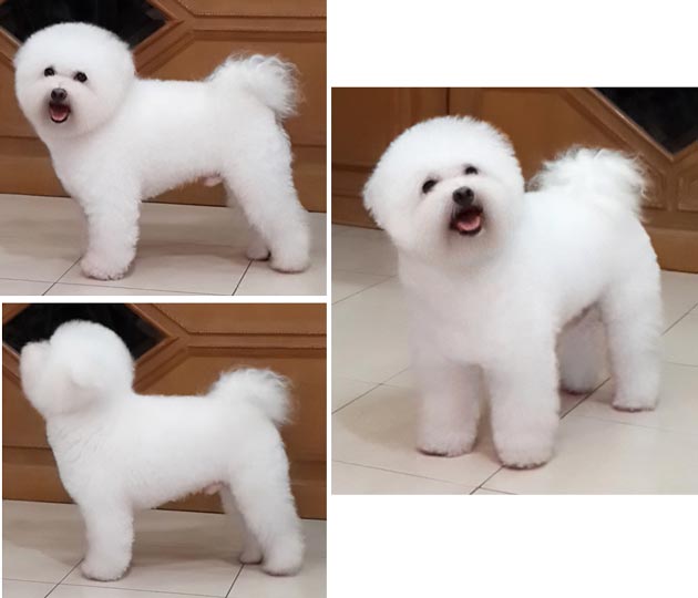 Pejantan Bichon Frise Istimewa: Armani von Golden Sun