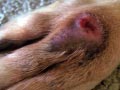 Bisul Pada Kulit Anjing