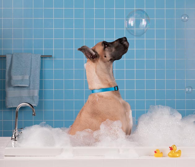 Persiapan Mandi Pada Anjing